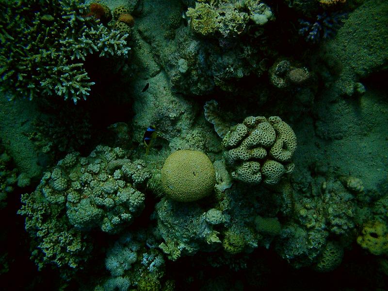 coral in the sea