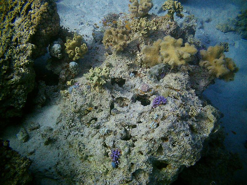 coral in the sea
