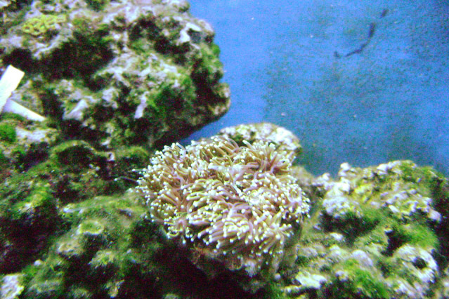 still fighting algae