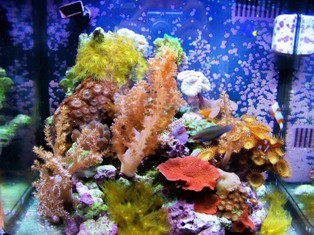 8 gal bio cube at 2 years.