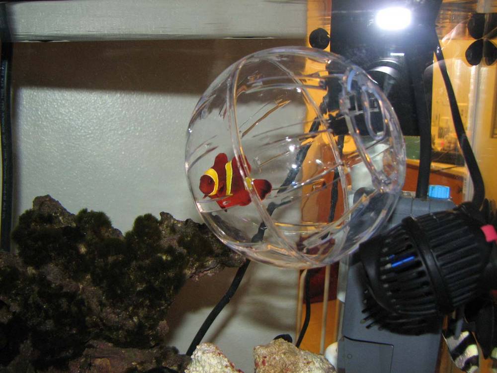 In a small hamster ball for protection until the others get used to him.  The damsels will be...