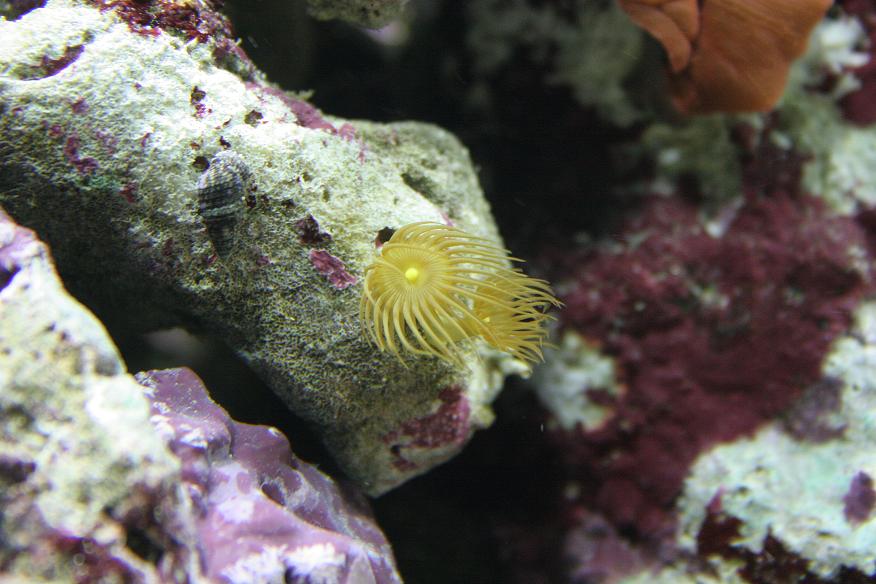 Yellow star polyps