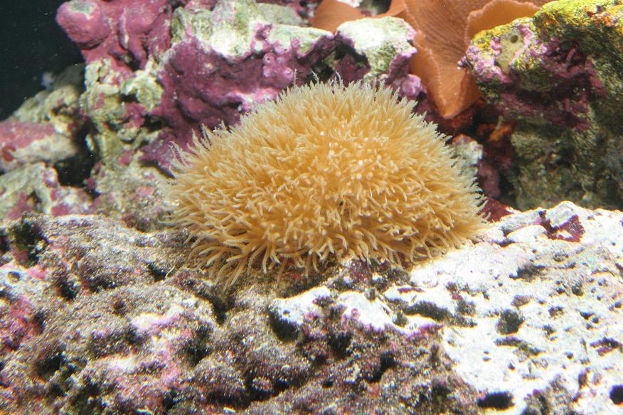 Green star polyps