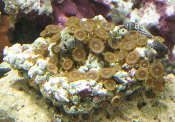 Green zoas