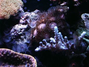 purple acro ,clown goby,armor of god zoa,