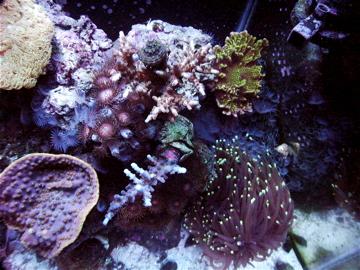spongodes montipora,purple torch,two acro, purple and yellow plate,