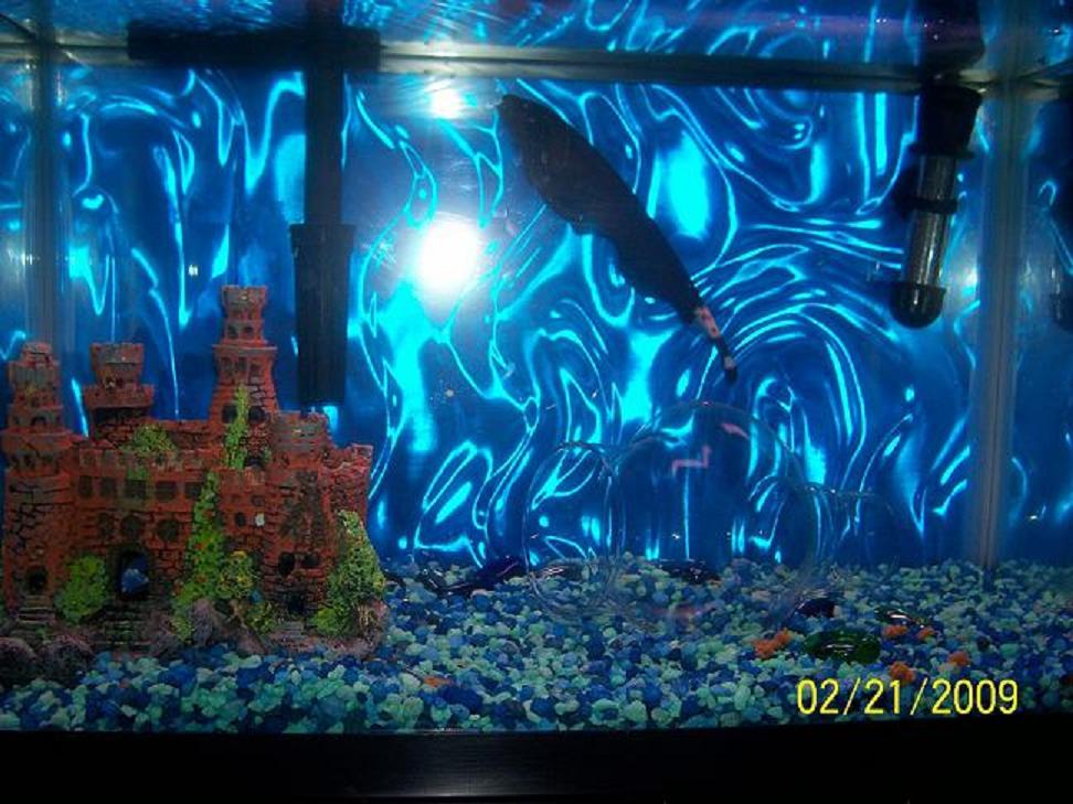 My FW tank with my black knife ghost fish &amp;quot;ghost rider&amp;quot;.