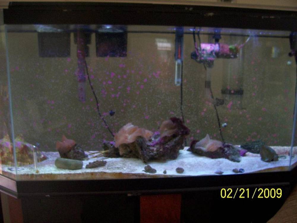 My 52 gal SW tank. Need more live rock, but got the coralline algae going on the back glass.