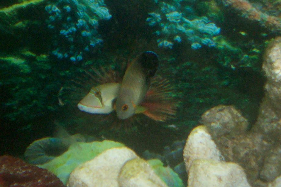 55 gal before it was taken down. Trigger and angel.