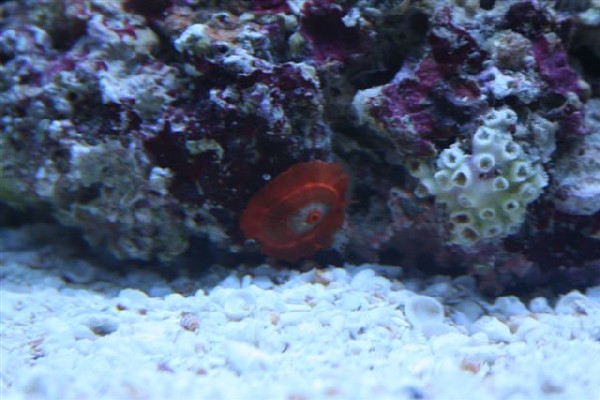 Limpet