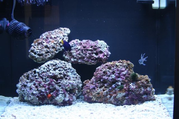 24gal JBJ Nano