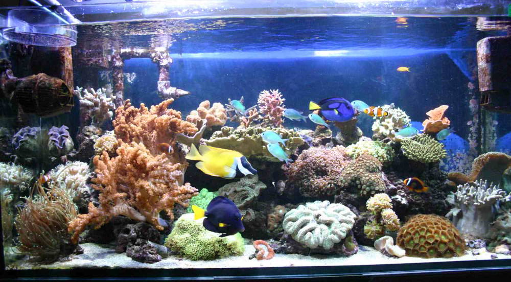 this is a picture of my reef after 1 year...