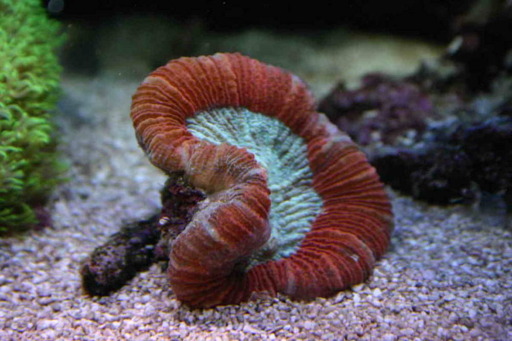 my new trachy red