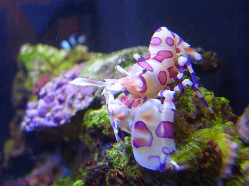 Our Harlequin shrimp on day 1 in our tank. He hasn&#039;t decided where to go or what tomfoolery to...