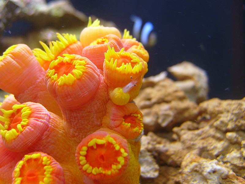 Being dinner for a sun coral polyp, a mysid shrimp takes a long, hard look at the last things he...