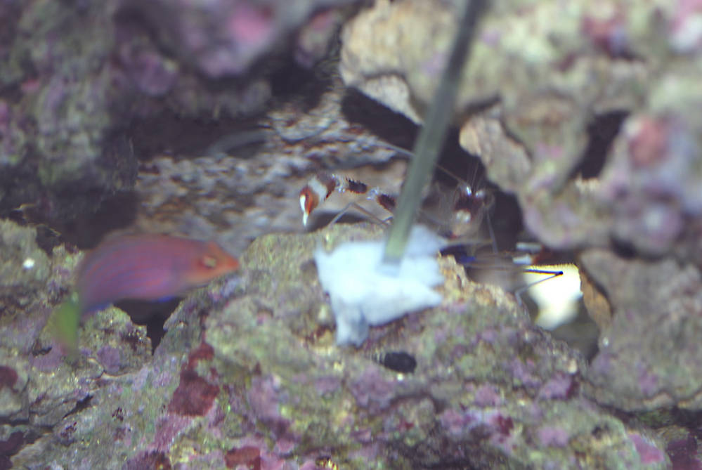 We use a BBQ skewer held in place with our Mag-Flip to place tasty morsels for the tank habitants....
