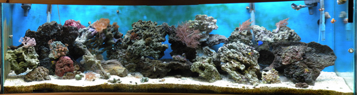 and now my tank 4 1/2 months later
