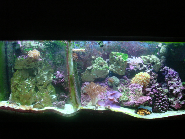 I had to put this divider to seperate my maroon clown from my swallow tail angel and mandareen...