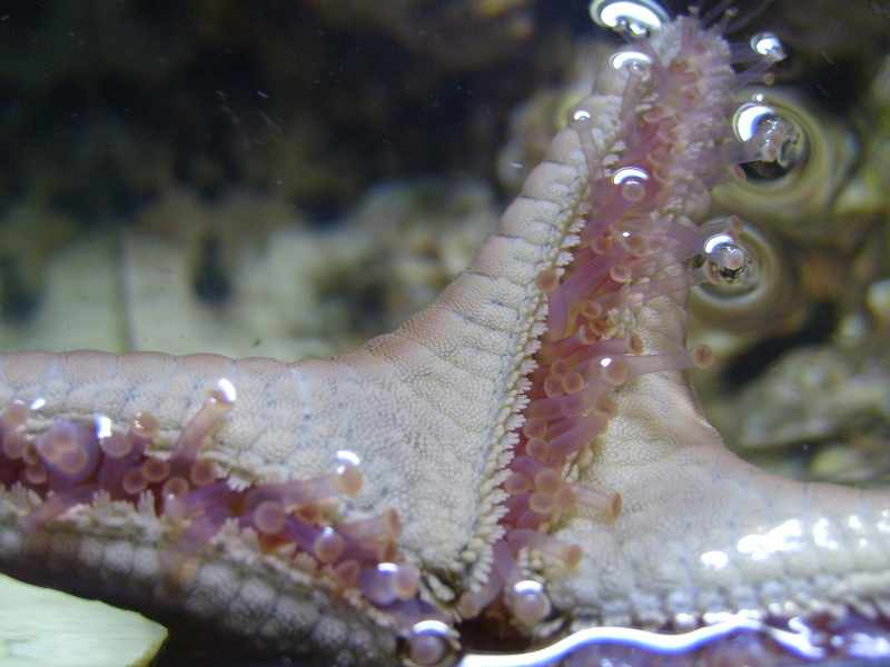 With the canopy open, a top-down shot shows one of our chocolate chip starfish feeling the surface...