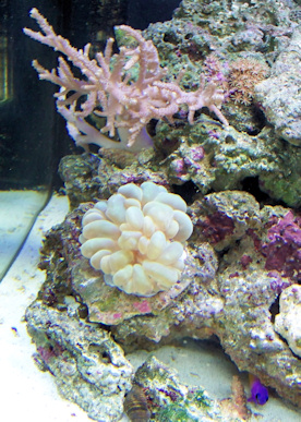 Finger leather, green star, bubble, hermit &amp; royal gramma