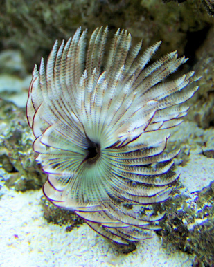 Feather duster