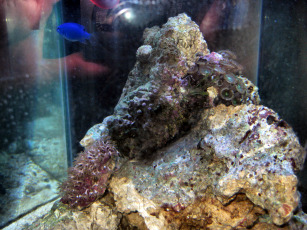 New tank after cycling, cleanup crew and Damsels.  Just added coral frags