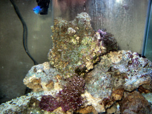 New tank after cycling, cleanup crew and Damsels.  Just added coral frags