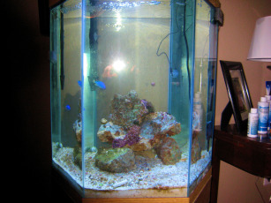 New tank after cycling, cleanup crew and Damsels.  Just added coral frags