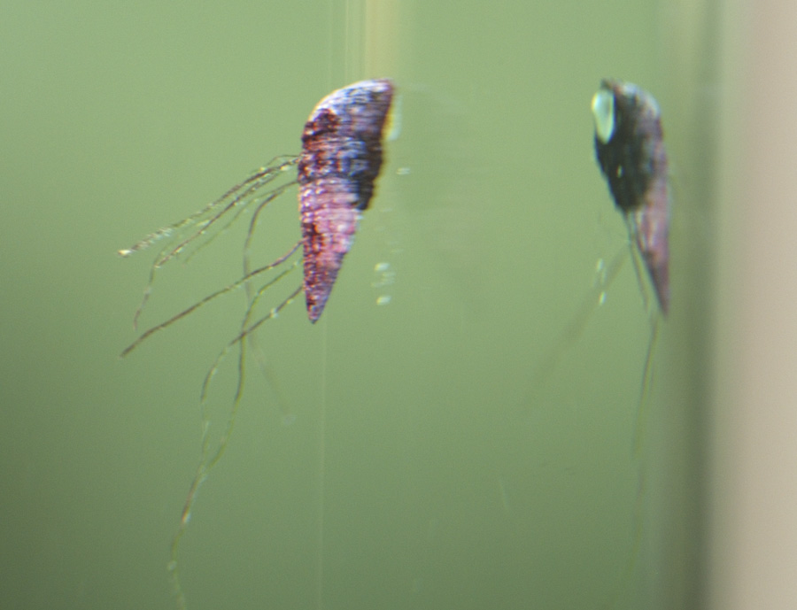 Not sure what these strands are that have developed on some of our snails.