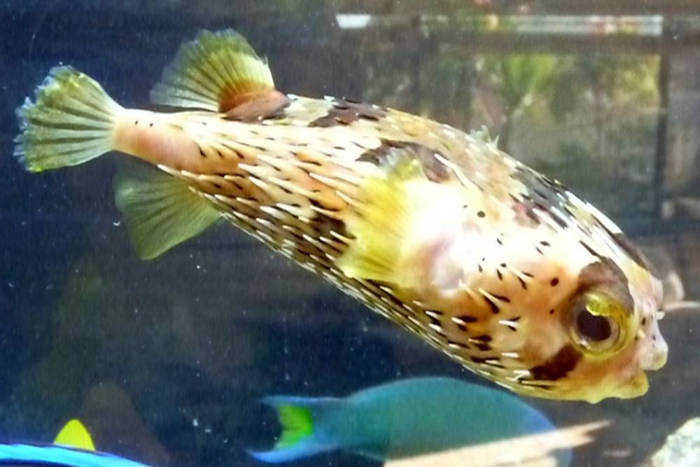 Updated photos of my fish
