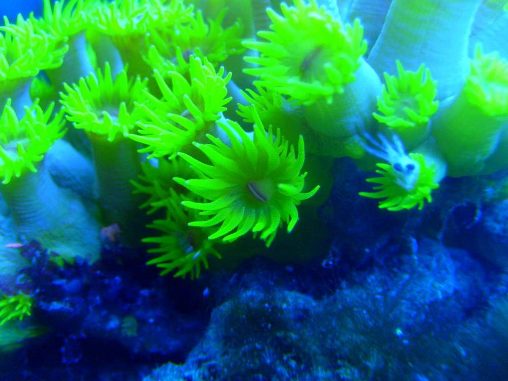Our sun polyps under the actinic lighting. The foremost head is saying hello.