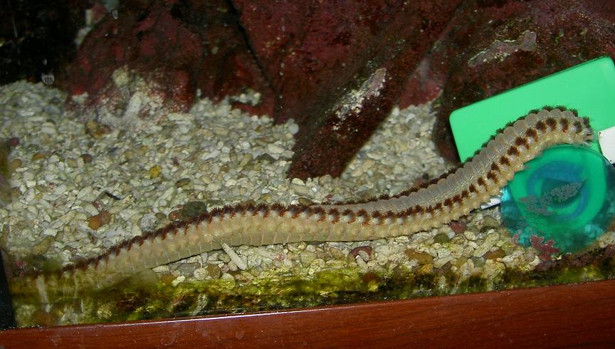 Yep, he&#039;s still in my tank 1 1/2 years after I discovered him.  That side of my hexagonal tank...
