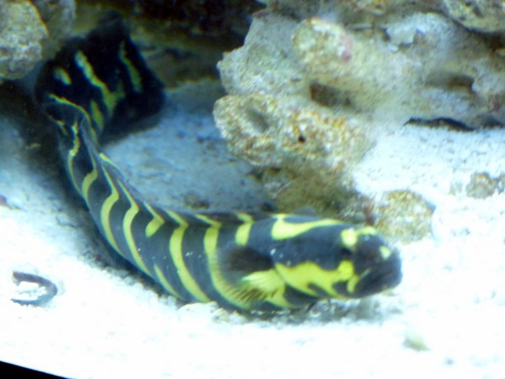 They love to rearrange all the sand in the tank. Watch out or you may have a skyscraper or bridge...