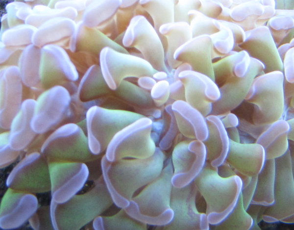 Hammer coral