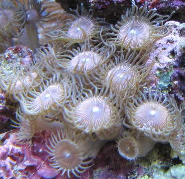 Pink palys