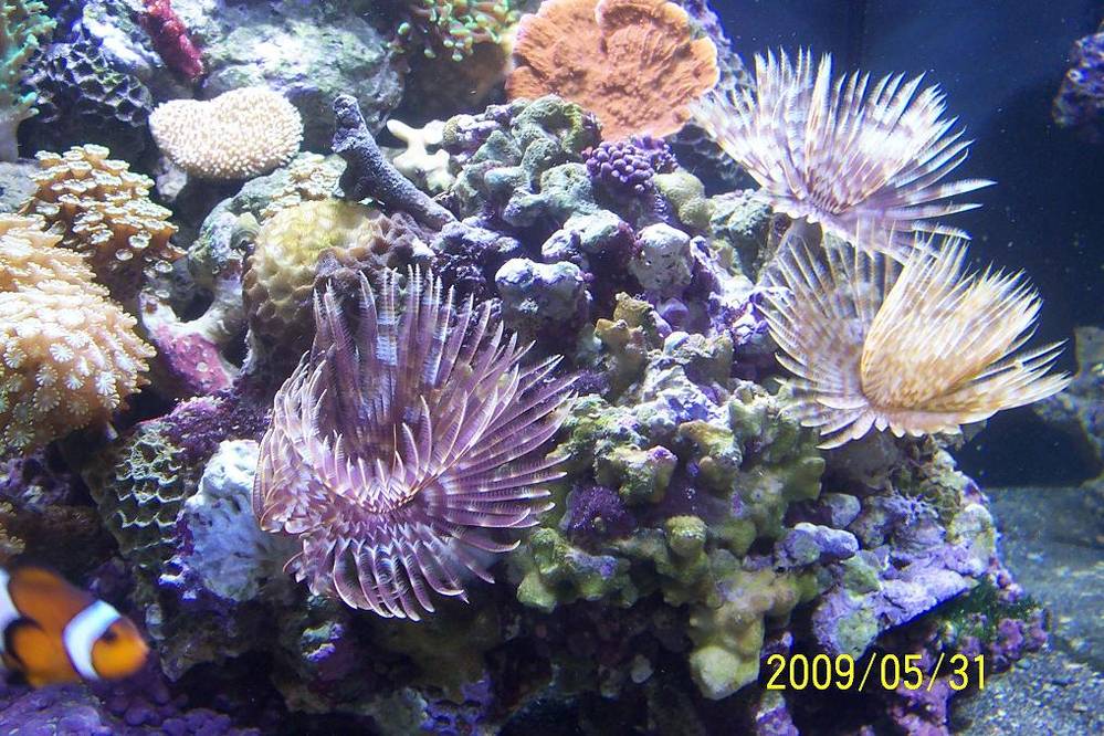 28 Gallon Nano Cube w/HQI. 1st attempt at setting up a Reef Tank. Tank is now 9 weeks old.