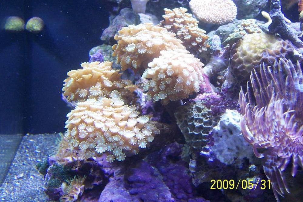 28 Gallon Nano Cube w/HQI. 1st attempt at setting up a Reef Tank. Tank is now 9 weeks old.