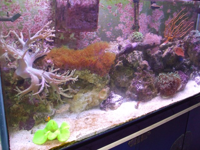 showing off my aquarium