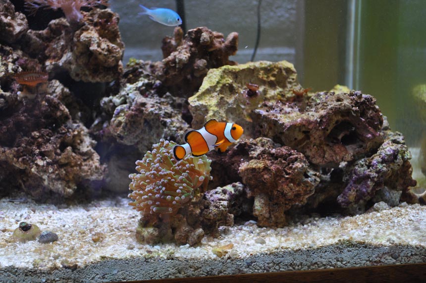 this is Floatsam, my female Ampherion Ocellaris and their Frogspawn coral. One of the Chromis is in...