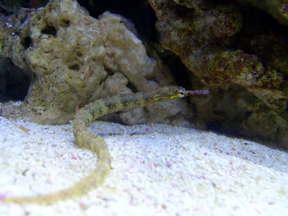 Our Dragonface Pipefish scans the reef for food.