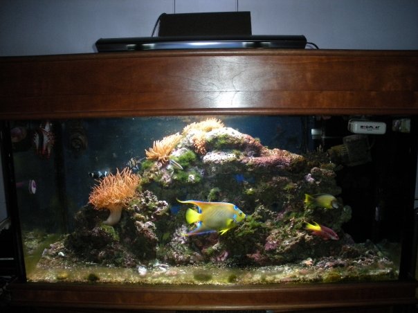 my marine fish tank update