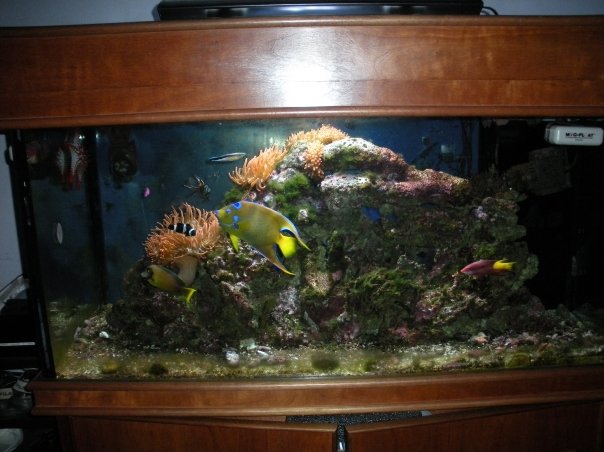 my marine fish tank update