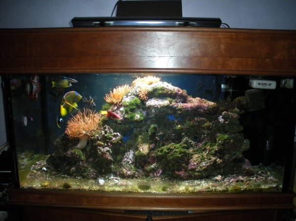 my marine fish tank update