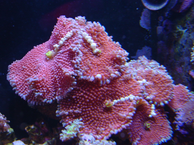 Pink Ricordea Yuma with white bubble stripe
