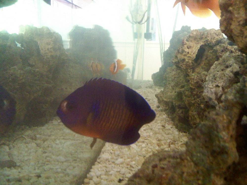 Does my Coral Beauty have &amp;quot;hole-in-the-head&amp;quot;?