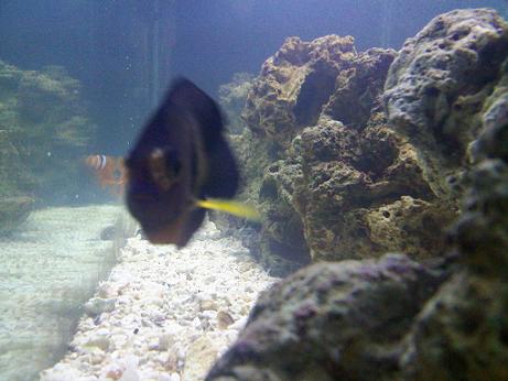 Wether or not my Coral Beautie&#039;s &#039;Hole-In-The-Head&#039; is getting better, is debatable...
