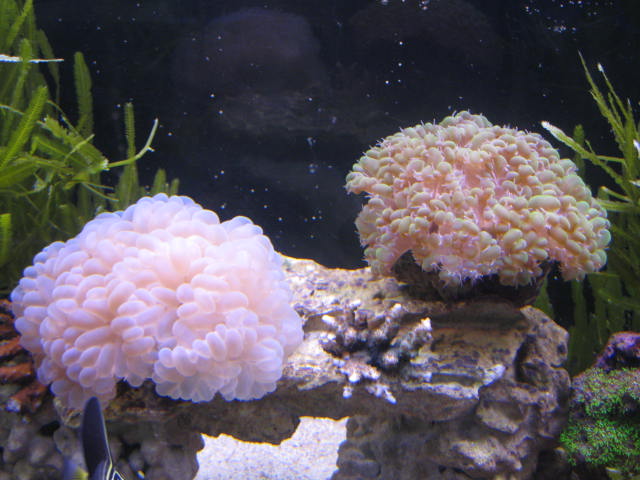 tank images