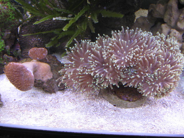 tank images