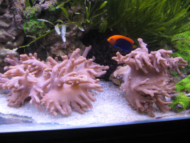 tank images