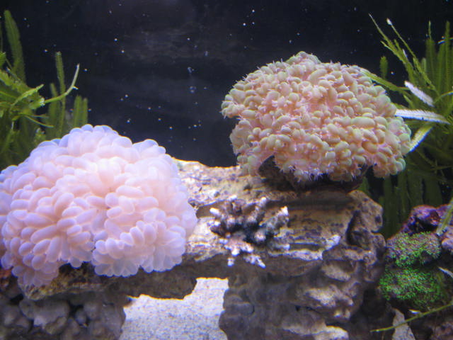 tank images